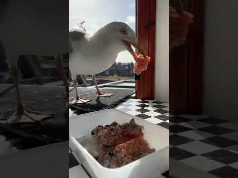 My Pet Seagull Loves Caviar!