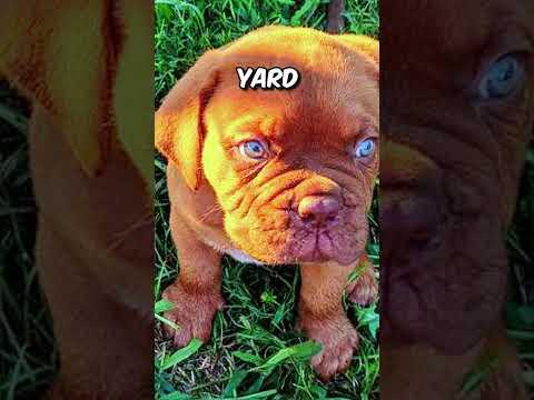 Honest man returns stolen Puppy 😳