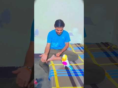 🕊️❤️jack kabootar banaa🐯😂Gabbar shar #pigeon #kabutar #birds #dosti #viral #ytshorts #shorts