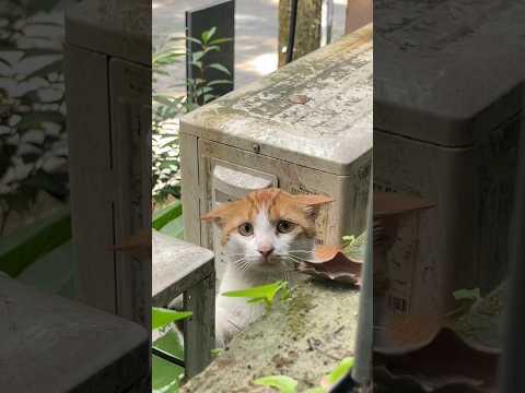 Sokak kedisinin mahcubiyeti ve ürkekliği beni çok duygulandırdı ❤️ #cat #kedi #kediler #kedim