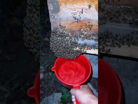 How to get rid of bees? #shorts