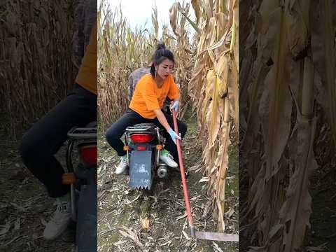Modern agricultural tools | Useful tool for corn farming #shorts #tools #youtubeshorts