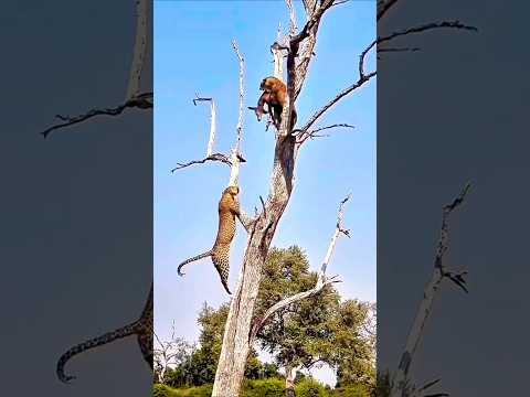 Cheetah's Wild Food Fight in the Tree: Who Will Claim the Prize