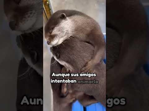 Pequeña nutria llorando 🦦 #animales #shorts