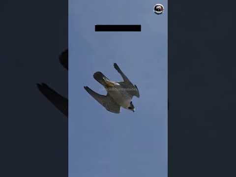 O Animal Mais Rápido do Mundo!