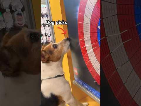 if the dog touches it, i buy it