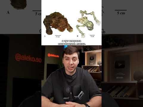 ДЕТЕНЫШ САБЛЕЗУБОГО ТИГРА #хочуфакты #интересно #исследования #ученые #открытие