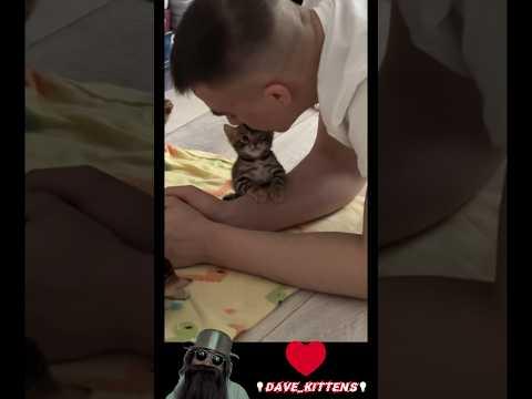 Daddy loves you❤️ #cat #lovecatsforever #cats #cute #catshorts #cute #cutecat #kitten #kitty