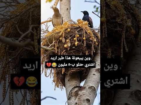 شكو ذهب ضايع هنا تلكونة 😂💔#مثنى_ناجي