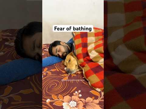 Fear of bathing in winter 🥶 #dog #goldenretriever #doglover #puppy