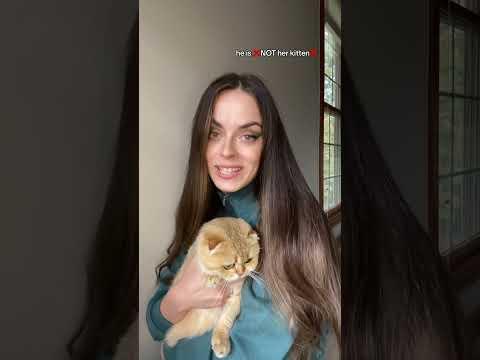 Hope you’ve seen the first video😉 #goldenwhiskerscattery #cutekittens #britishshorthair #mommy