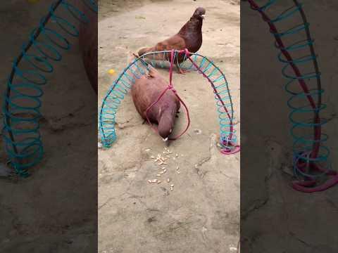 Create amazing bird trap pigeon // Creativity quick pigeon trap