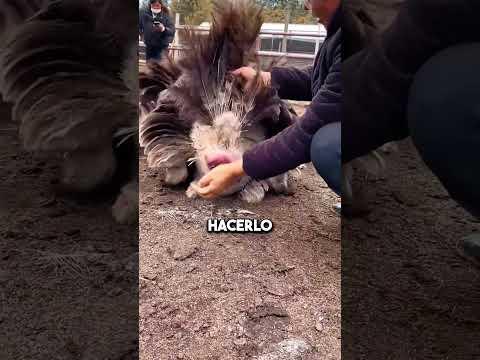 Ella roba huevos de avestruz😲