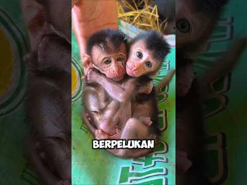 Pria Ini Kaget! Temukan Bayi Monyet Lapar di Jerami