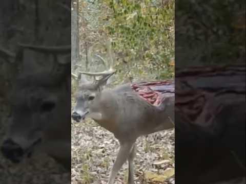 لا يصدق حيوانات نجت من الموت بأعجوبه 😱