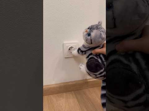 Was this a bad example? 🫣 #cat #cats