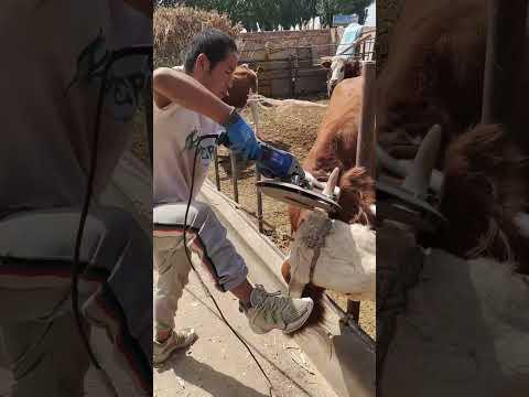 A sturdy cow horn in a straight line shape! The veterinarian actually removed it in two seconds!!