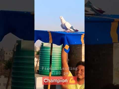 Shoq kabootar bazi 🔥  Pati wala Pigeon Landing 4:00 pm