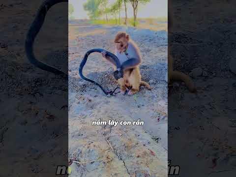 con rắn hổ mang bạn khỉ