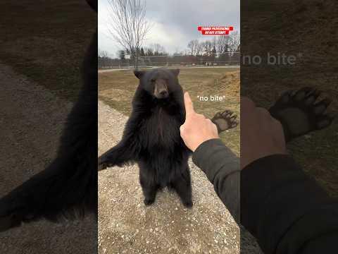 Bear Zoomies! #animals #animalsofyoutube #funnyanimals