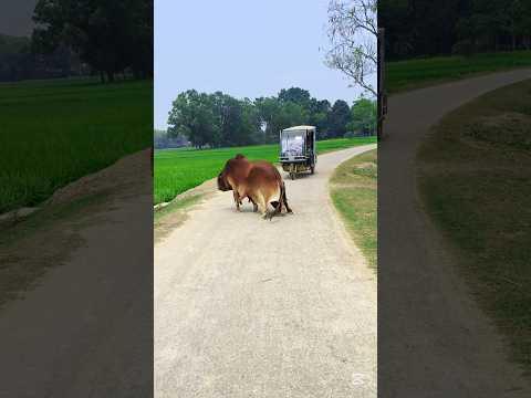 A sudden attack by a fake guru on the street