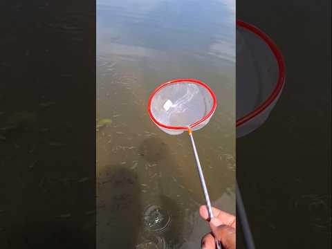 Jaring serokan ikan untuk menangkap ikan ikan kecil