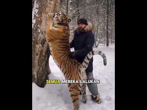 Keluarga ini mengadopsi bayi harimau yang sakit dan merawatnya hingga bayi harimau sehat kembali🥺❤️