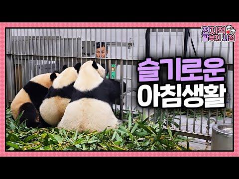 (SUB) [전지적 할부지 시점] ep.215 슬기로운 아침생활☀️ 먹고 자고 싸우고 뿌빠하는 바오걸즈의 모닝 루틴 대공개⭐│Panda World
