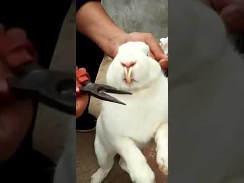 RABBIT MOM 🐇🐰 you can't guess how many to go in, Videos Cute moment you never know before #yt #297