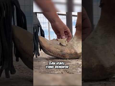 Pria ini menyelamatkan kuda 😊