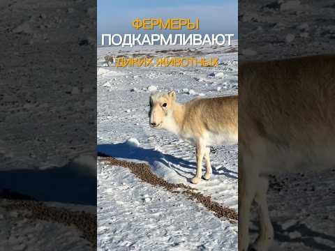 В степи идёт прикорм диких животных #казахстан #природа #астана