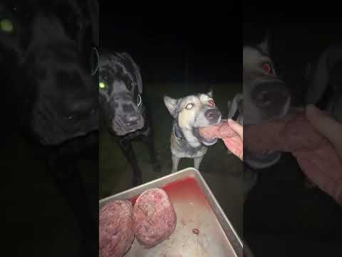 My dogs want to DRINK MY BLOOD after eating their raw meat food 🥵 #raw #dogfood #dogs #rawfood #dog