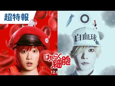 映画『はたらく細胞』 超特報 2024年12月公開！