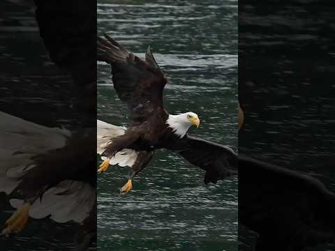 Amazing eagle flies right toward camera in the rain. Will it catch a fish?