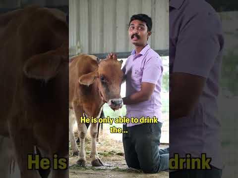 This calf isn’t able to eat anything! #calf #animalrescue #animals #rescuedanimal #animalsanctuary