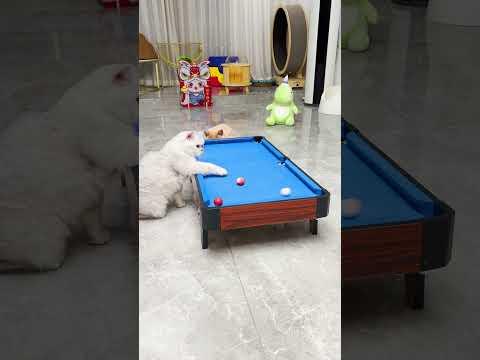 这就是杆法？｜乔巴日记