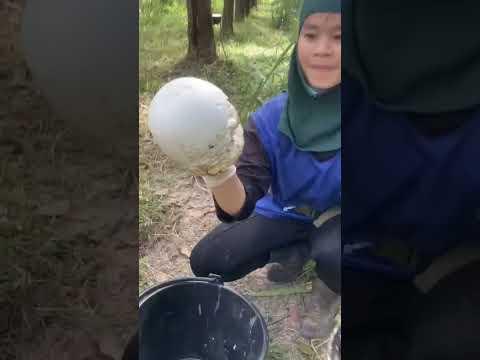 সকালবেলা কিভাবে কাজ করতে হয় দেখেন #মালয়েশিয়া #automobile #banglaroad #প্রবাসীদের #farmbd #ভাইরাল