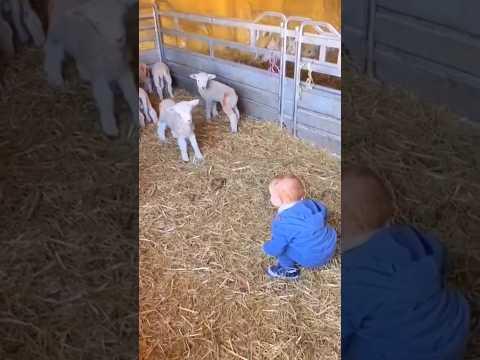 أدي أخرة اللعب مع الحيوانات ج ١٩٥