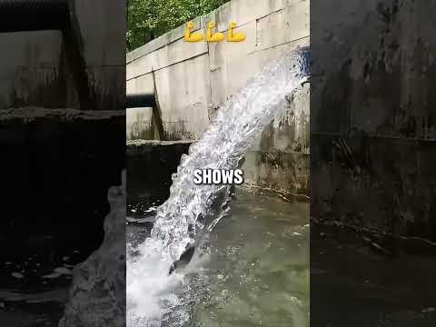 Worlds smartest fish? 🐟#shorts #viralvideo