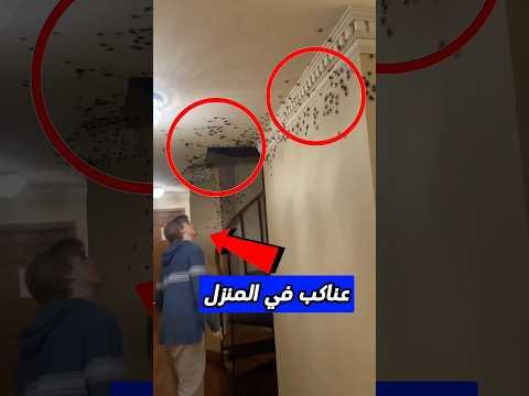 الكثير من العناكب !! ⚠️😱 #shorts #shortvideo #shortsvideo