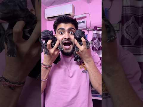 Bill gates ke puppy 😱🐶 #short #minivlog #trending