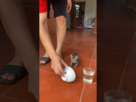 Poor cats | kittens are treated poorly #catlover #catvideos #kitten