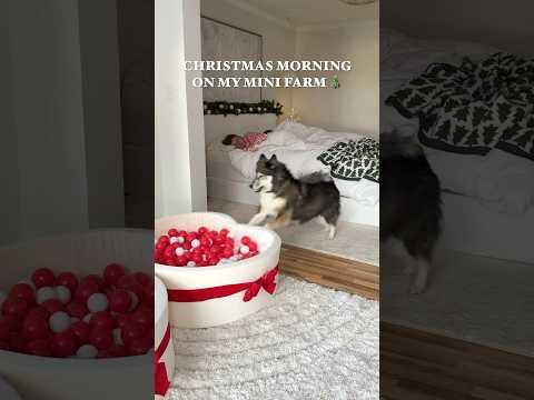 Christmas Morning On My Mini Farm! 🎄