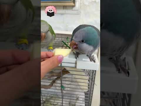 Başladı BİZİM Mesai 😸🐶