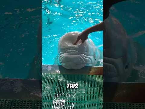 The Beluga Whale’s Squishy Head Explained #shorts #whale