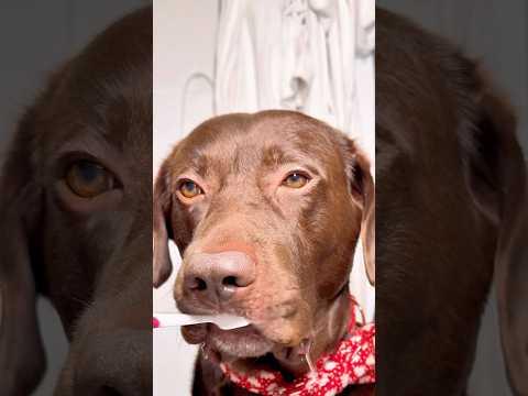 Wenn dein HUND den ABFLUSS reinigt 🤭❤️