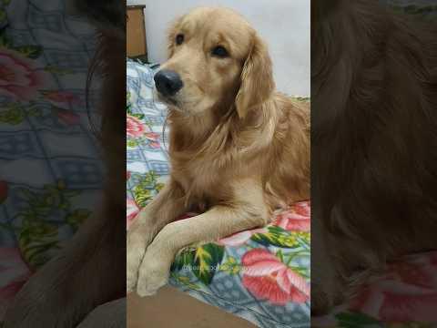 The parents are worried that PeaNut might catch a cold #dog #goldenretriever #shorts