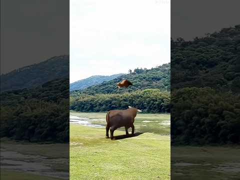 Buffalo Launches Lion StraightInto The Air! Buffalo Wins Over