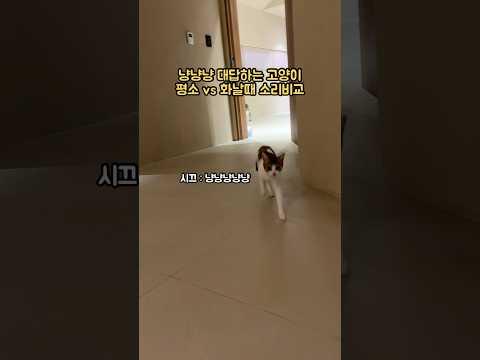 냥냥냥 대답하는 고양이 평소vs화날때 소리비교