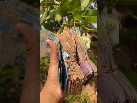 POHON DUIT🔥 #videoshort